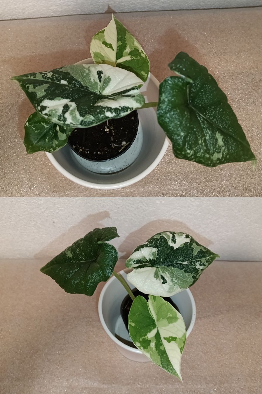 Piante & sementi: Alocasia Melo  Variegata – Nuovo (secondo la descrizione) da schöftland venduto da UniquePlants