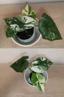 Alocasia Melo  Variegata