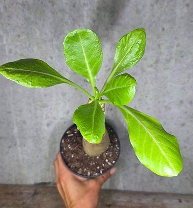 Piante & sementi: Hawaiipalme (Brighamia insignis) – Usato da St.Erhard venduto da Plumilandschweiz 1