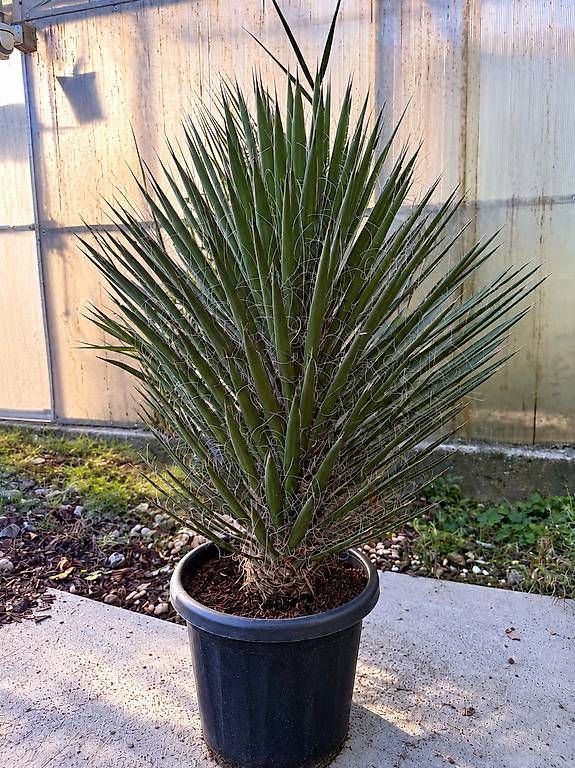 Pflanzen & Samen: Wunderschöne Yucca filifera – Neu und originalverpackt aus Zuckenriet von Thur_Plant