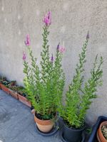 Balkon-/Gartenpflanze: Blutweiderich