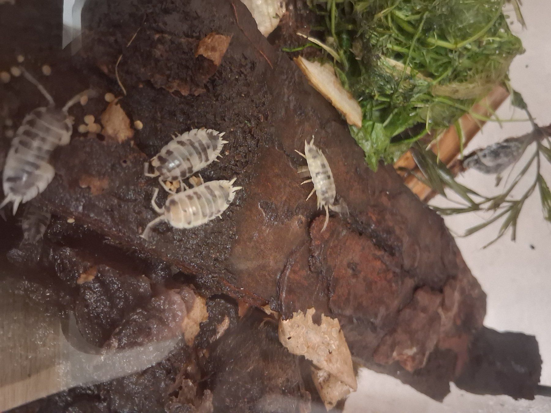 Terrarium: Terrarium, Terrarien, 4 Stück – Gebraucht aus Schüpfheim von lestat04 3