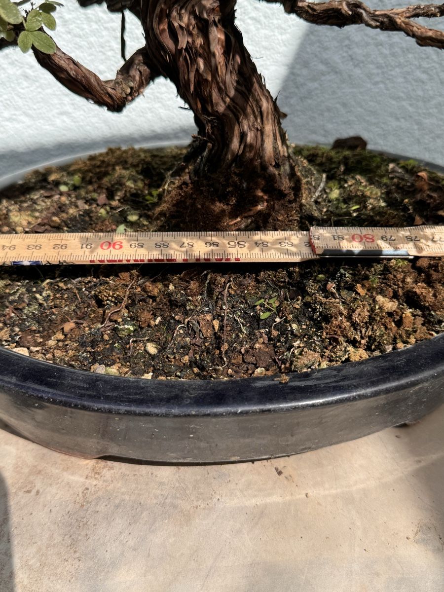 Pflanzen & Samen: Bonsai/Potentilla Fünffingerstrauch – Gebraucht aus Münchwilen TG von baluzi3 3
