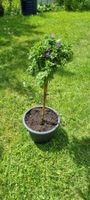 Blühendes Baümchen im Topf - ideal für Balkon/Garten!