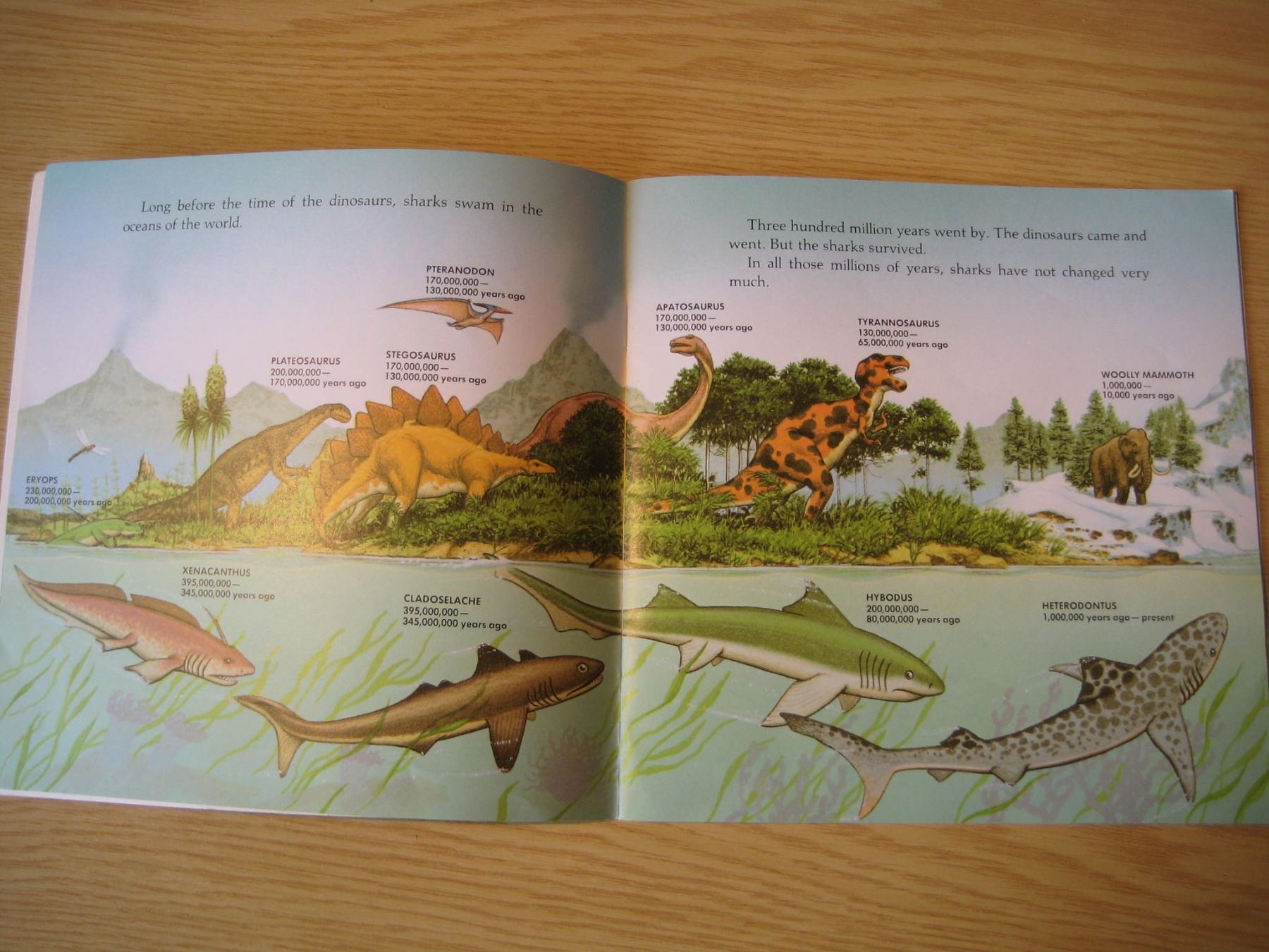 Libri: Sharks! – Usato da Greifensee venduto da Janali01 2