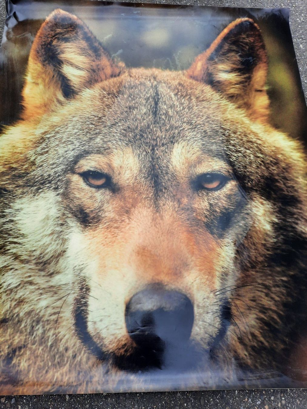 Foto & Immagini: Grosses XL Bild Wolf 150cm x 124cm – Usato da Weinfelden venduto da JoeBaer