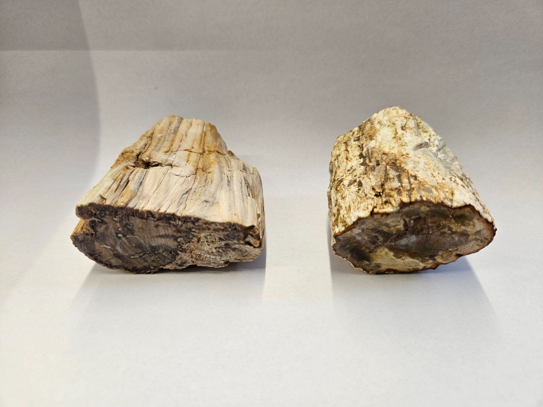 Fossili: Holz - Holzstämmchen versteinert - Madagskar – Usato da Heiden venduto da mats10