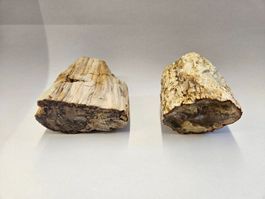Holz - Holzstämmchen versteinert - Madagskar