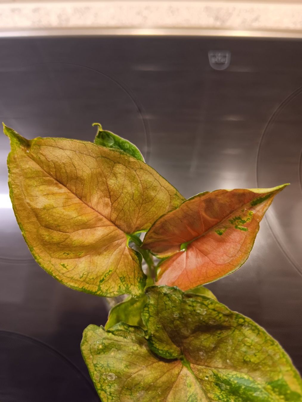 Piante & sementi: Syngonium Paket – Usato da Neerach venduto da Pudelmax 3