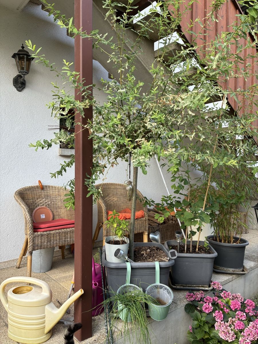 Piante & sementi: Japanische Weide – Usato da Winterthur venduto da Chepa61 1