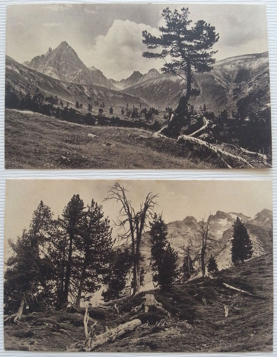 Cartoline postali: AK 5x Schweizerischer Nationalpark, um 1920 – Usato da Oberriet SG venduto da Manick 3