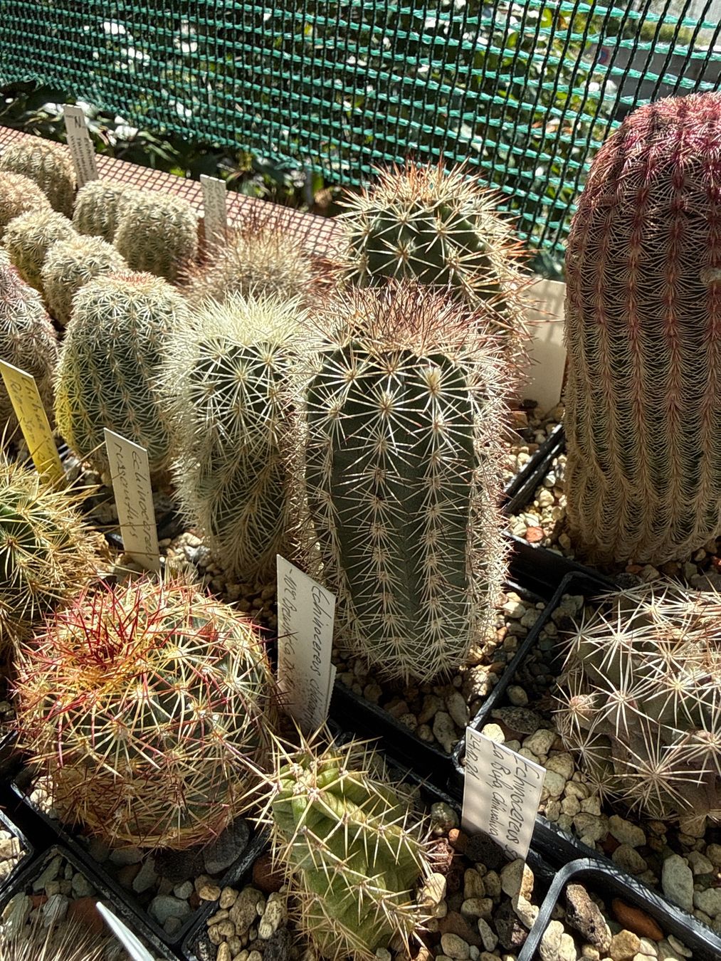 Piante & sementi: Echinocereus metornii – Usato da Rorbas venduto da SimS0n 1