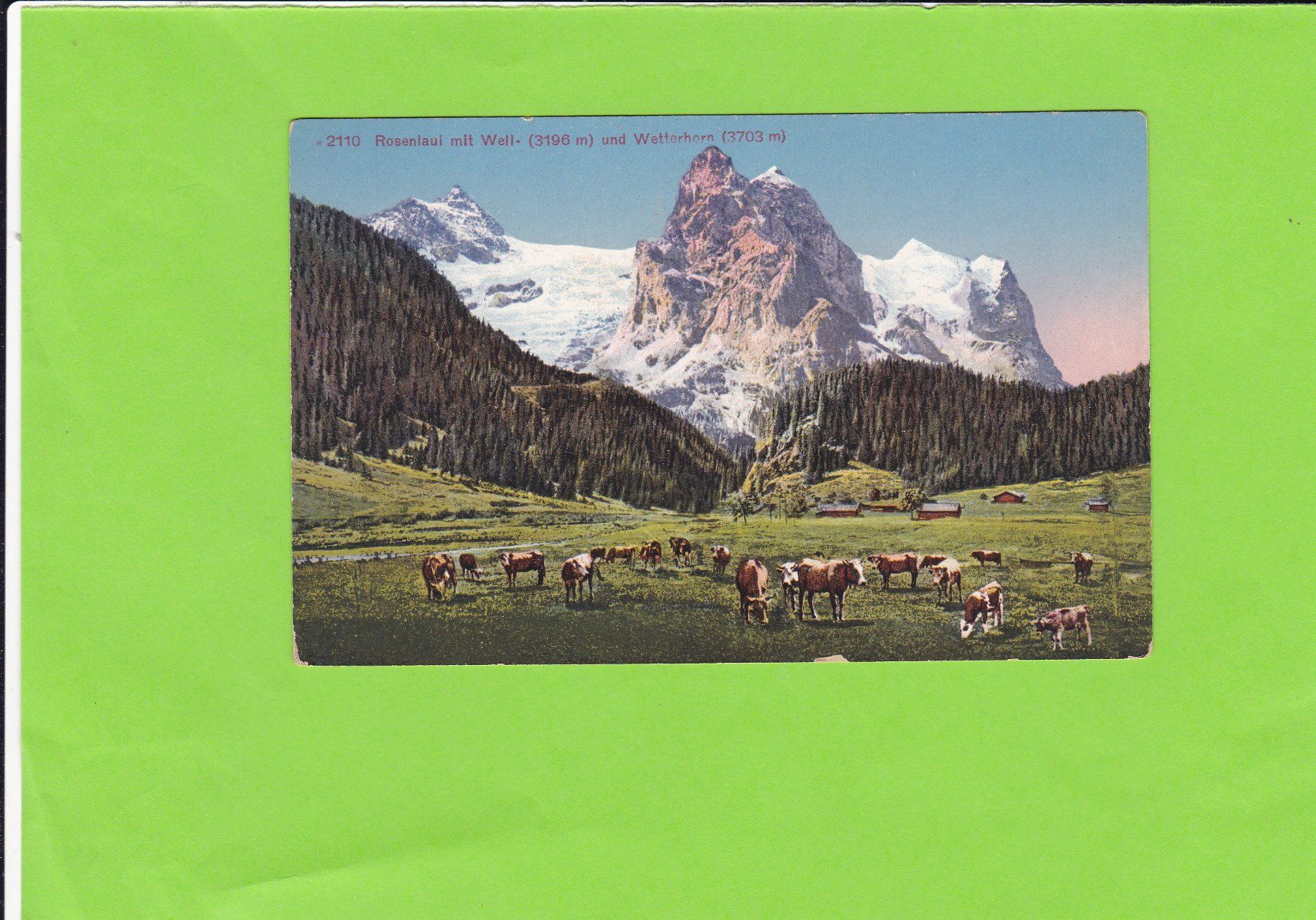 Cartoline postali: Rosenlaui-weidende Kühe – Usato da St. Peterzell venduto da neckertal