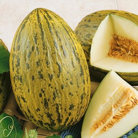 Piante & sementi: 20 Samen Honigmelone PIEL DE SAPO – Nuovo (secondo la descrizione) da Ehrendingen venduto da VerveinaSamen 3