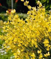 CYTISUS LUNAGOLD WILD 30 cm x 5 STK