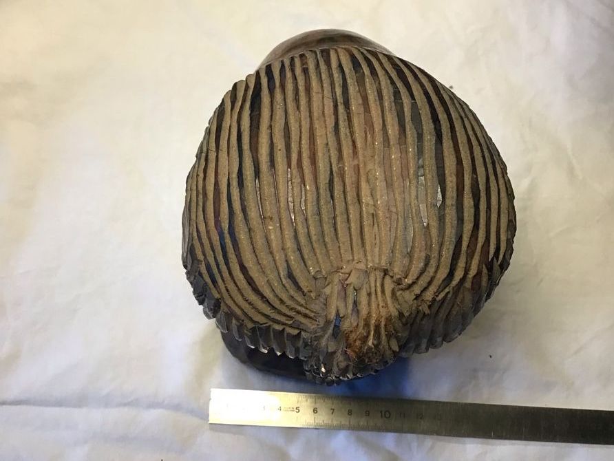 Sculture & Statue: Ebenholz Büste aus Afrika – Usato da Zimmerwald venduto da Holzdata1 5