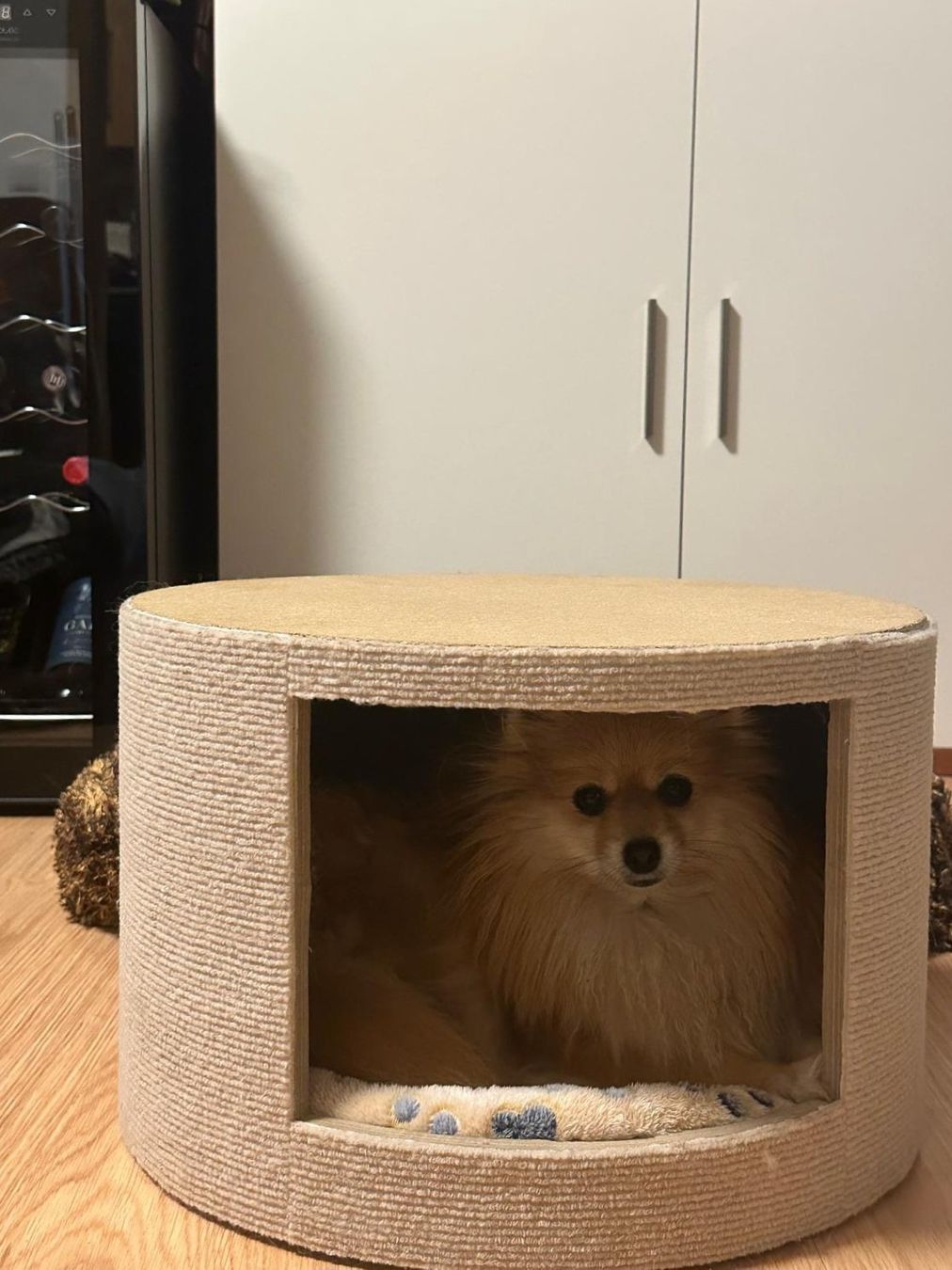 Cucce & Letti: Eco-design Katzenhaus oder klein Hunde – Nuovo (secondo la descrizione) da Domat-ems venduto da Gr8wood 1