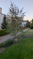 Birke Baum zum Selberausgraben, ca 3-4 Meter hoch