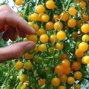 Plantes & graines: TOMATE GOLD RUSH CURRANT Jaune RARE  10g – Neuf (Voir description) à Bremblens par FIBONACCI369 1