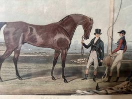 Moses, Derby-Sieger 1822 — Aquatinta von James Pollard
