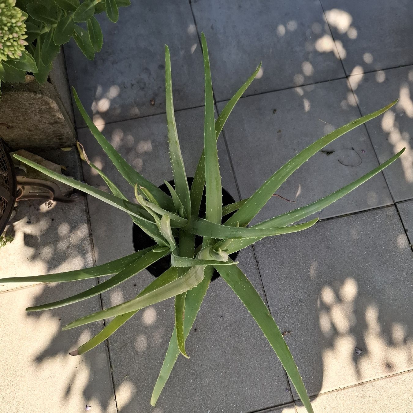 Piante & sementi: Aloe Vera Pflanze im Topf  – Usato da Emmen venduto da Tigerlady 1