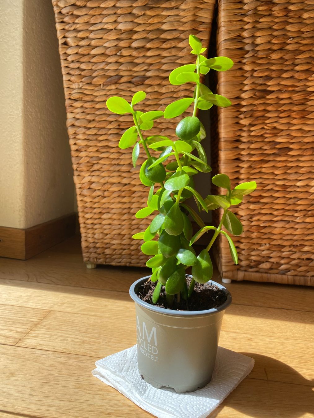 Pflanzen & Samen: Portulacaria afra (Jadebaum, Speckbaum oder Elefantenbaum) – Gebraucht aus Thalwil von gb_ea2000