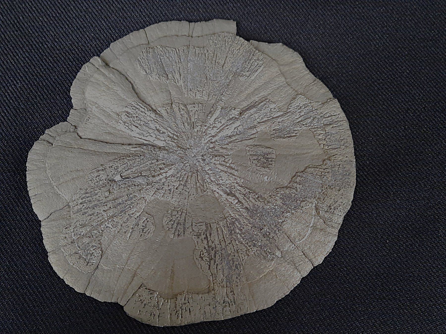 Mineralien & Heilsteine: Pyrit Sonne – Gebraucht aus Beinwil am See von Restwert_Beinwil 3