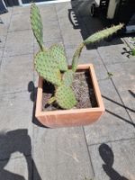 Grosser Kaktus im Topf ca 90cm.für den Garten oder Balkon🌵☀