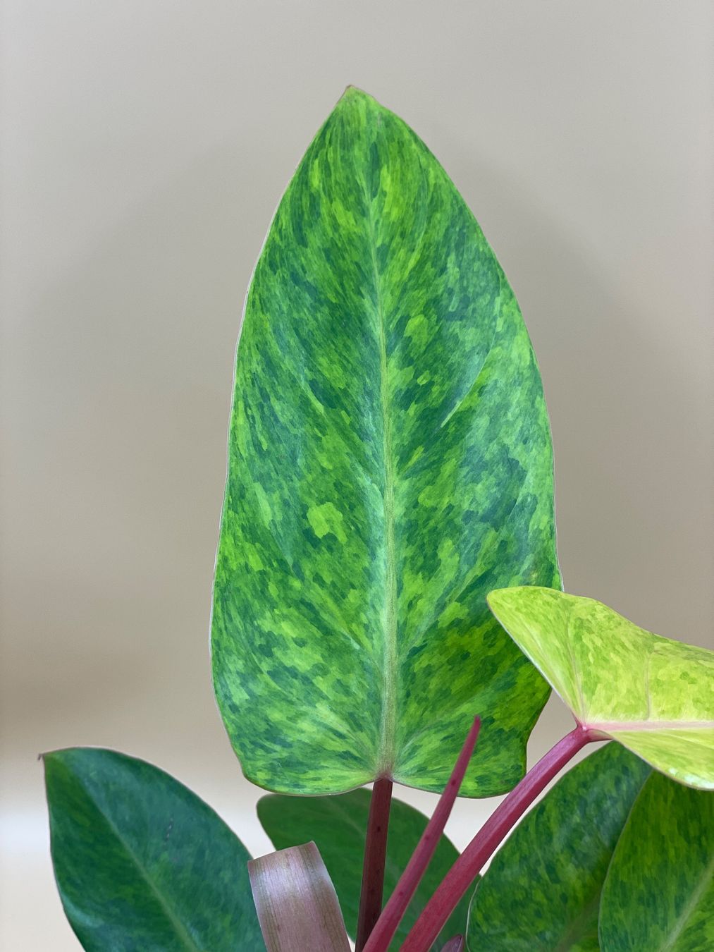 Pflanzen & Samen: Philodendron Painted Lady – Neu (gemäss Beschreibung) aus Zürich von Leafscape 1