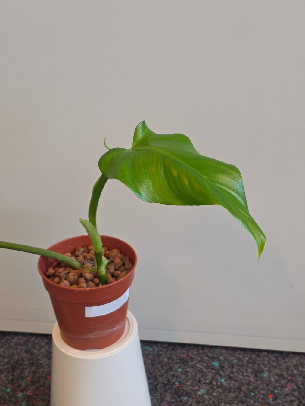 Plantes & graines: 🌿 Philodendron Domesticum – D'occasion à BERN par kre_tb2n 2