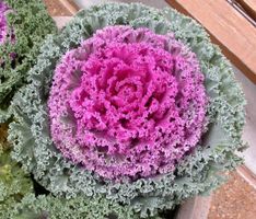 15 Samen Ornamentalkohl Pink Kamome