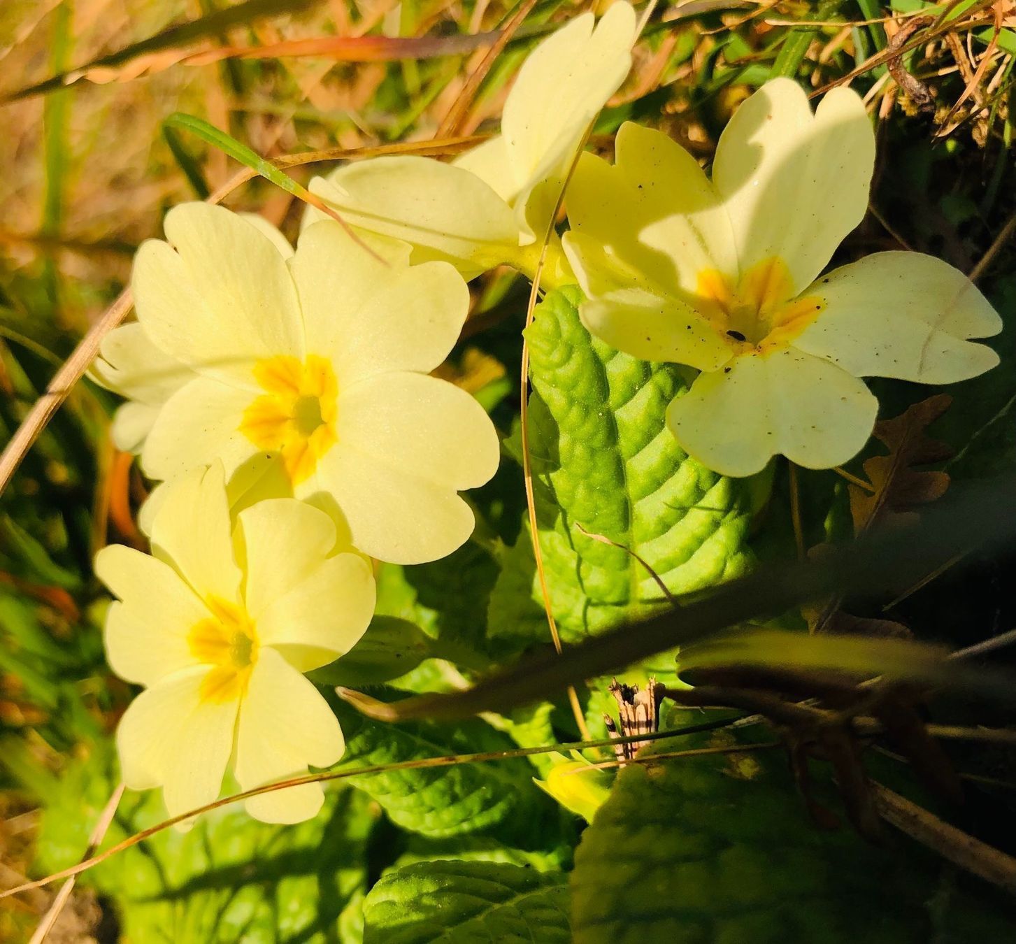 Piante & sementi: PRIMULA ACAULIS Gemeinsame Primel x10stk – Nuovo e nell'imballaggio originale da Rovio venduto da POSITIFFARTandPLANTS 6