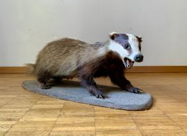 Dachs Präparat auf Sockel / Tierpräparat