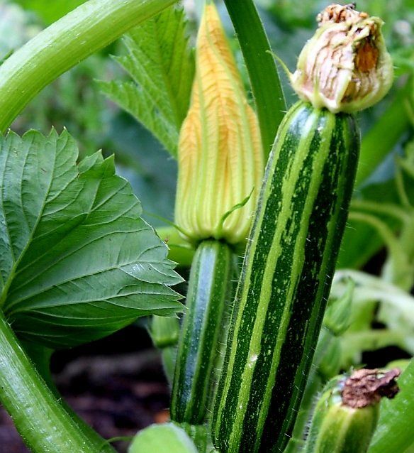 Piante & sementi: 10 Samen XL Zucchini GESTREIFT 3 Graines De Courgette – Nuovo e nell'imballaggio originale da Rovio venduto da POSITIFFARTandPLANTS 3