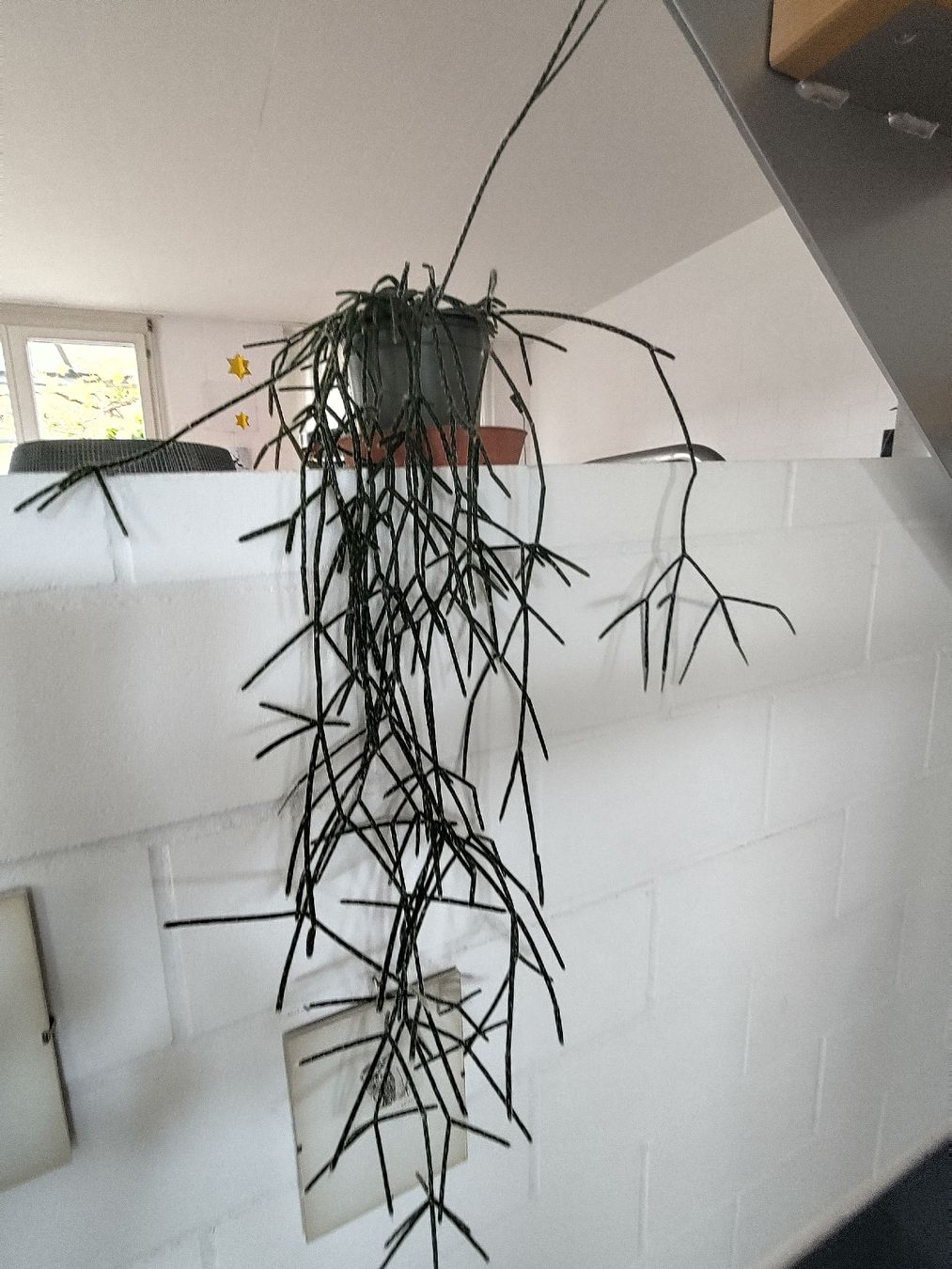 Plantes & graines: Hängepflanze – D'occasion à Grosshöchstetten par Alisma 1