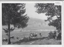 In Memoriam - Paturage du Jura 1939/45