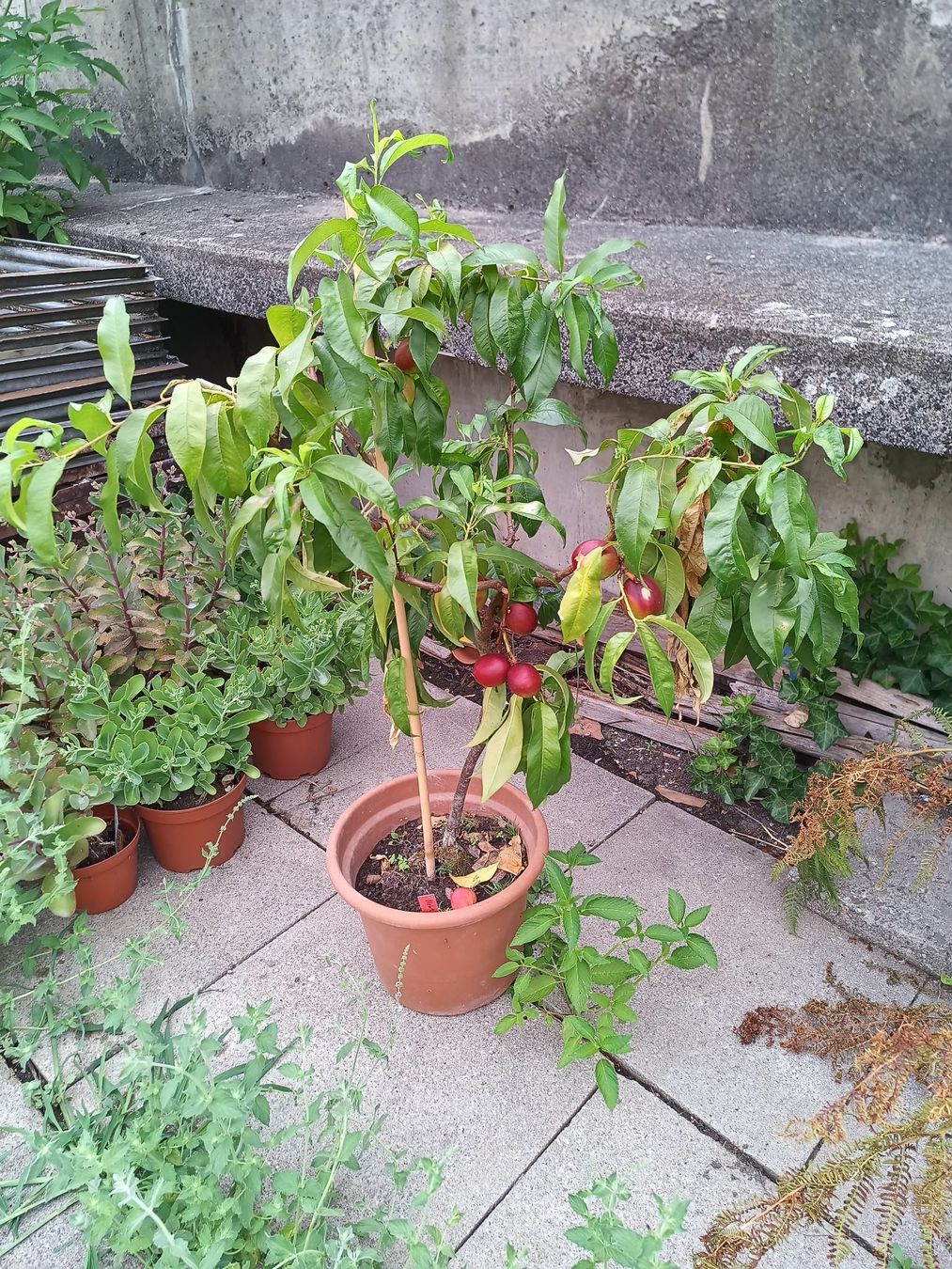 Plantes & graines: Nektarine für Balkon oder Freiland – D'occasion à Zug par SirGoldFish