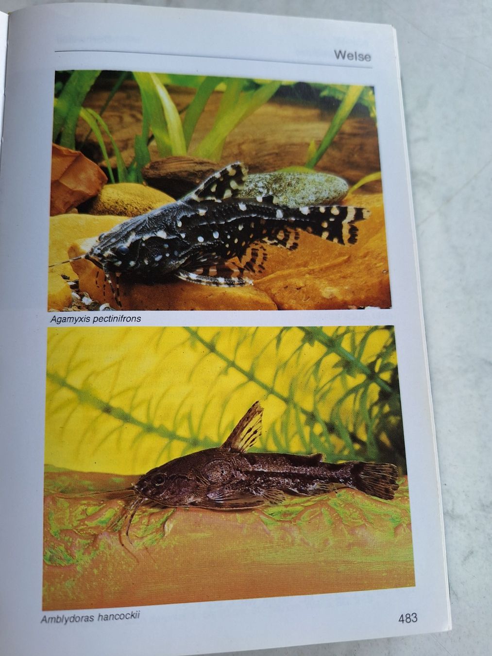 Bücher: AQUARIENATLAS MIT 950 SEITEN – Gebraucht aus Huttwil von Kunterbuntli 7