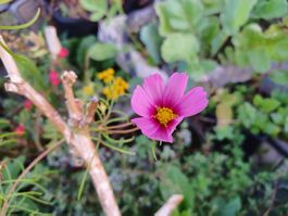 Samen Schmuckkörbchen Cosmea 20Stk.