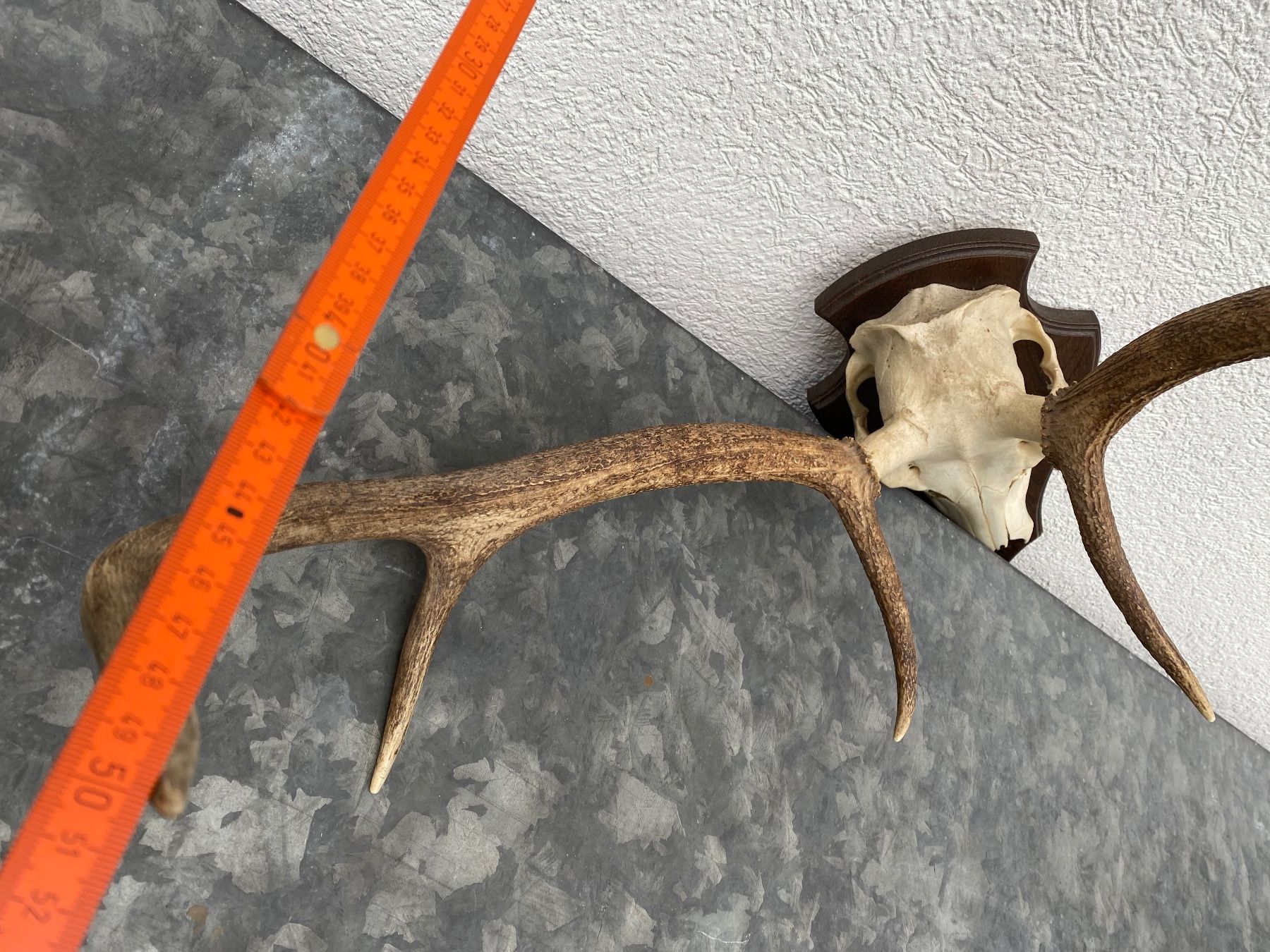 Altre raccolte & rarità: Hirschgeweih auf Holzschild, Trophäe, Dekoration, Jagd – Usato da Emmen venduto da Sutim2005 9
