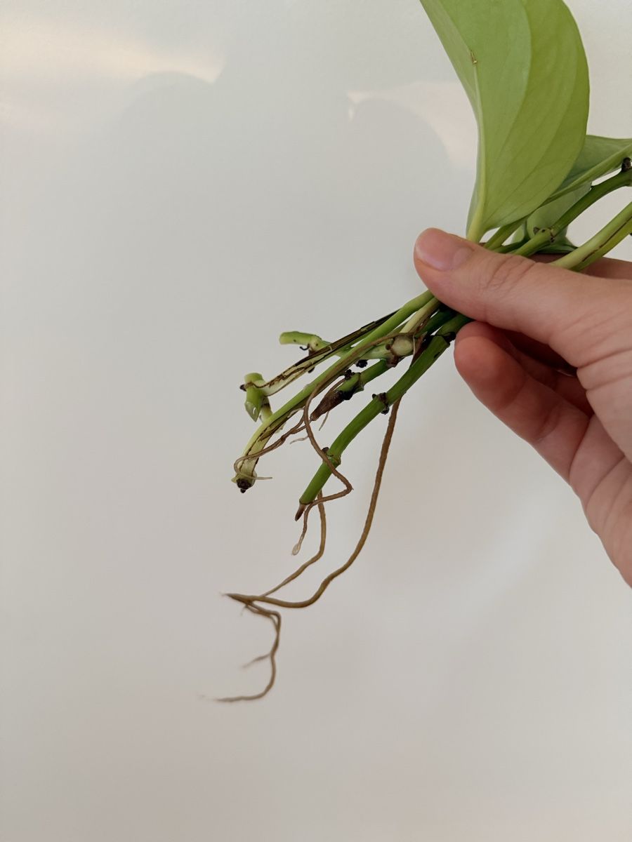Pflanzen & Samen: Epipremnum pinnatum neon cuttings – Neu (gemäss Beschreibung) aus Zürich von gom_zxb8 2