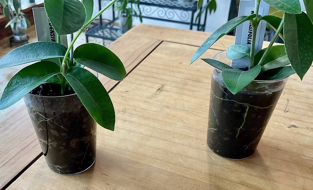 Plantes & graines: Hoya densifolia – Neuf avec emballage d'origine à Schönholzerswilen par Leavylounge 1