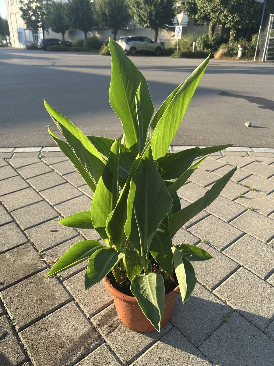 Pflanzen & Samen: Pflanze Canna  – Neu (gemäss Beschreibung) aus Frauenfeld von Irene.Schuppli 3