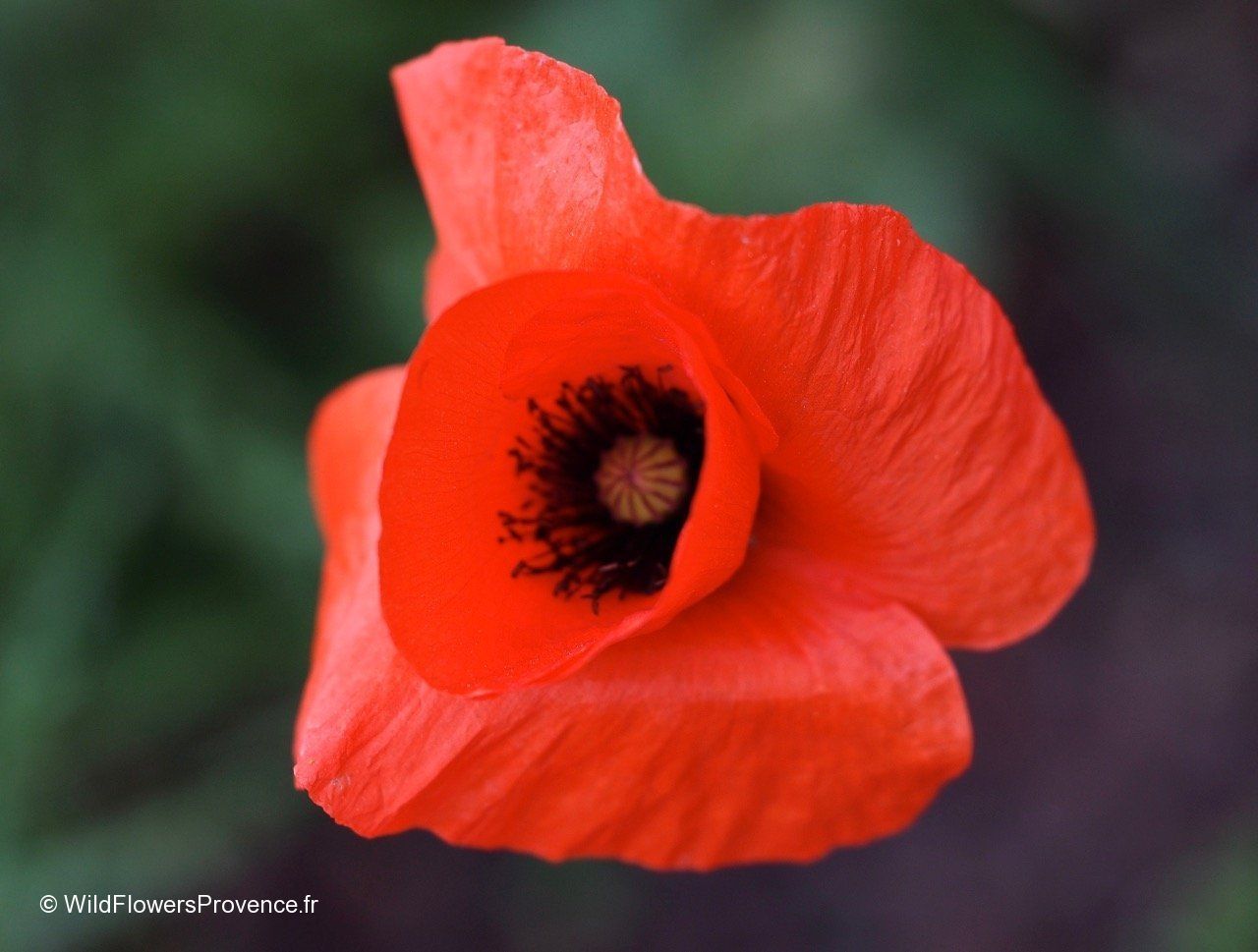 Plantes & graines: Klatschmohn Samen, rot – Neuf avec emballage d'origine à Winterthur par DonnaRicarda 1