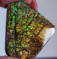Ammolite Ammonite Coated Stone 29x25x5mm 37.0ct
