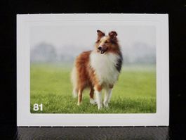 MIGROS MANIA Nature Detectives Nr. 81