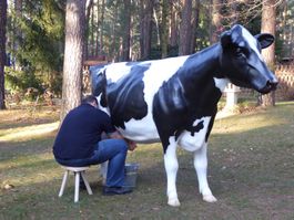 Melkkuh Holstein Friesian Kuh lebensgroß 3D HAEIGEMO®