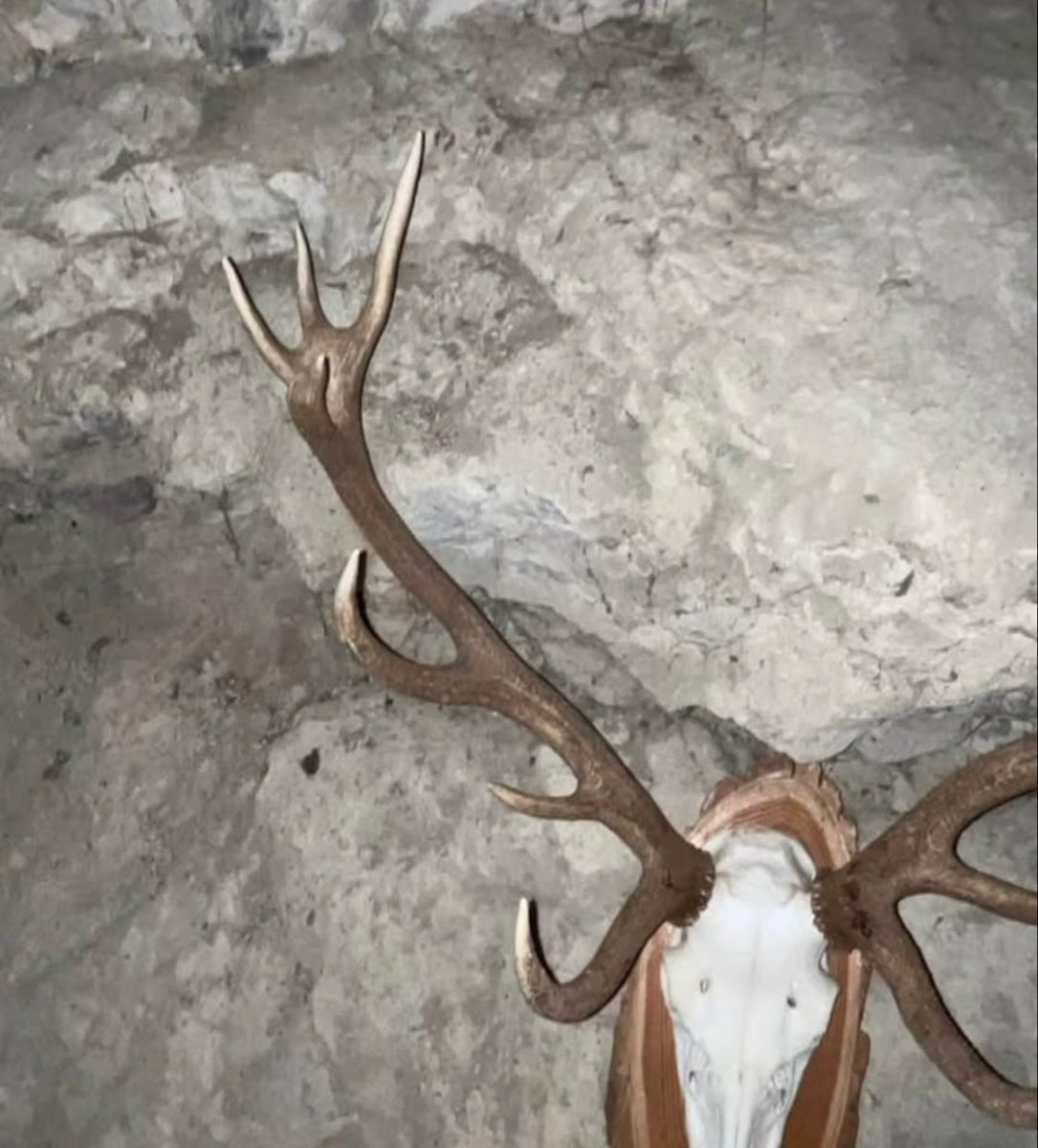 Il mondo degli animali: Hirschgeweih präpariert auf Holzschild – Usato da Regensberg venduto da kroti68 1