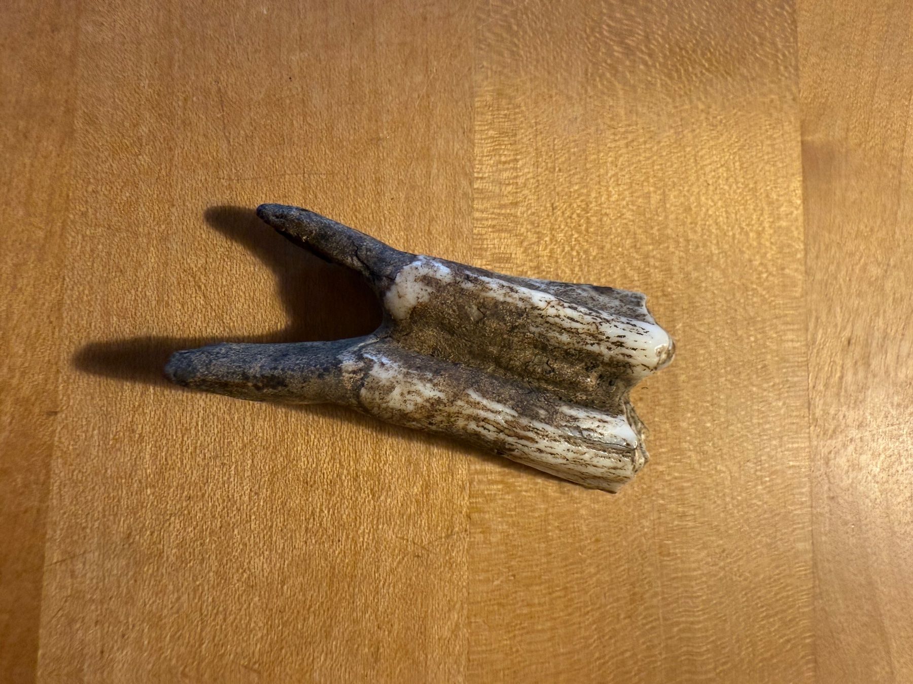 Fossili: Fossiler Backenzahn von Hirsch oder Reh – Usato da Zürich venduto da ch3906