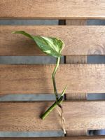 Epipremnum aureum/Goldene Efeutute Ableger mit Wurzeln